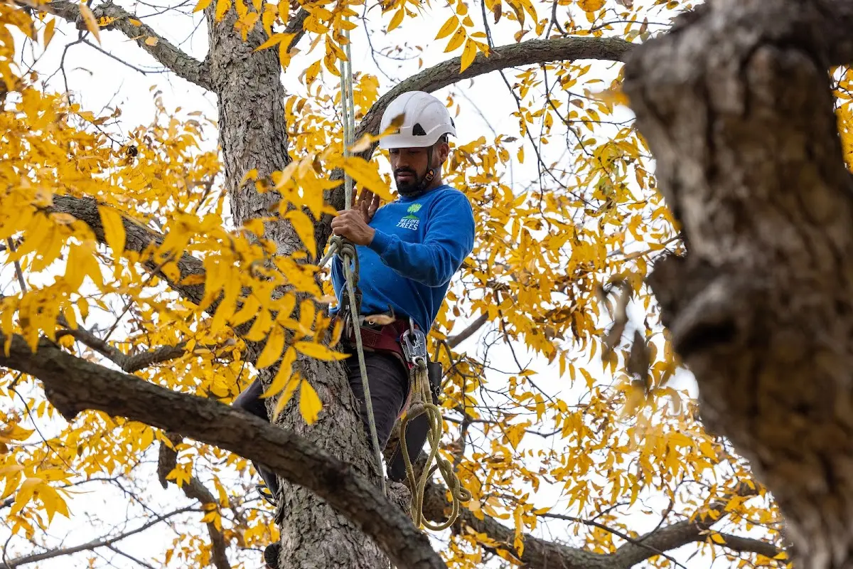 Skilled Tree Pruning crew working in Mount Pleasant Mills