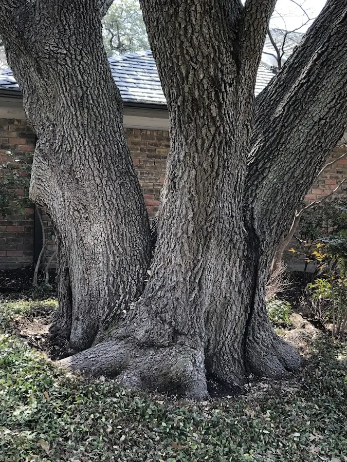 Mature heritage tree close to a Mount Pleasant Mills property cared for by certified arborists